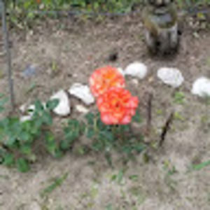 Meet your Posher, Lorreen